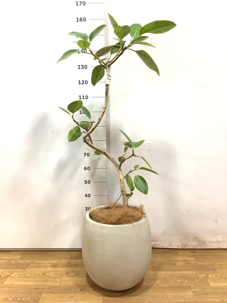 観葉植物 フィカス アルテシーマ【105cm】8号 プラスチック鉢 #70011
