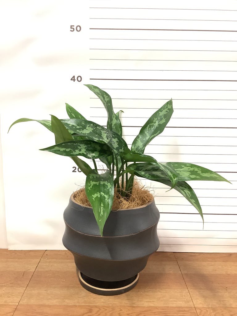 観葉植物 アグラオネマ 4号 ラバポット 付き | 観葉植物なら