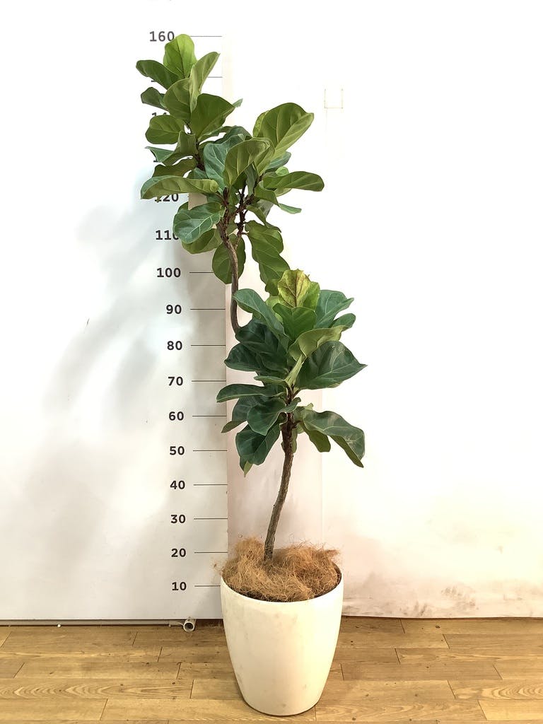 カシワバゴムの木 バンビーノ 写真 | 観葉植物通販HitoHana(ひとはな)