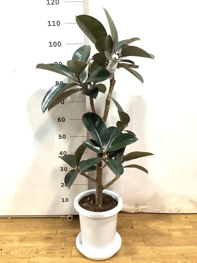 ■グリーンクロス フィカスバーガンディーポット 全長100cm 6300029252(4103784)[送料別途お見積り][法人限定][外直送] グリーンクロス フィカスバーガンディーポット 全長100cm □▽410-3784