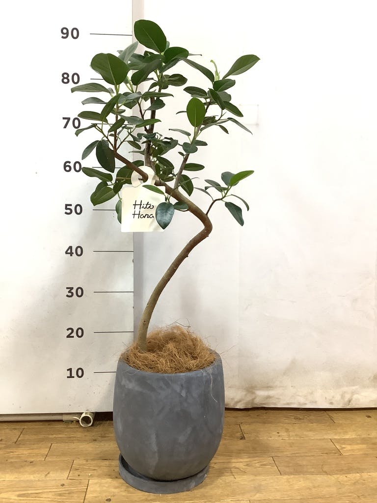 観葉植物 フランスゴムの木 6号 曲り ラスターポット 付き