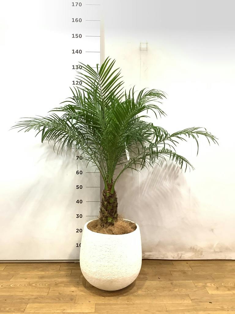 観葉植物 フェニックスロベレニー 8号 エコストーンwhite 付き | 観葉