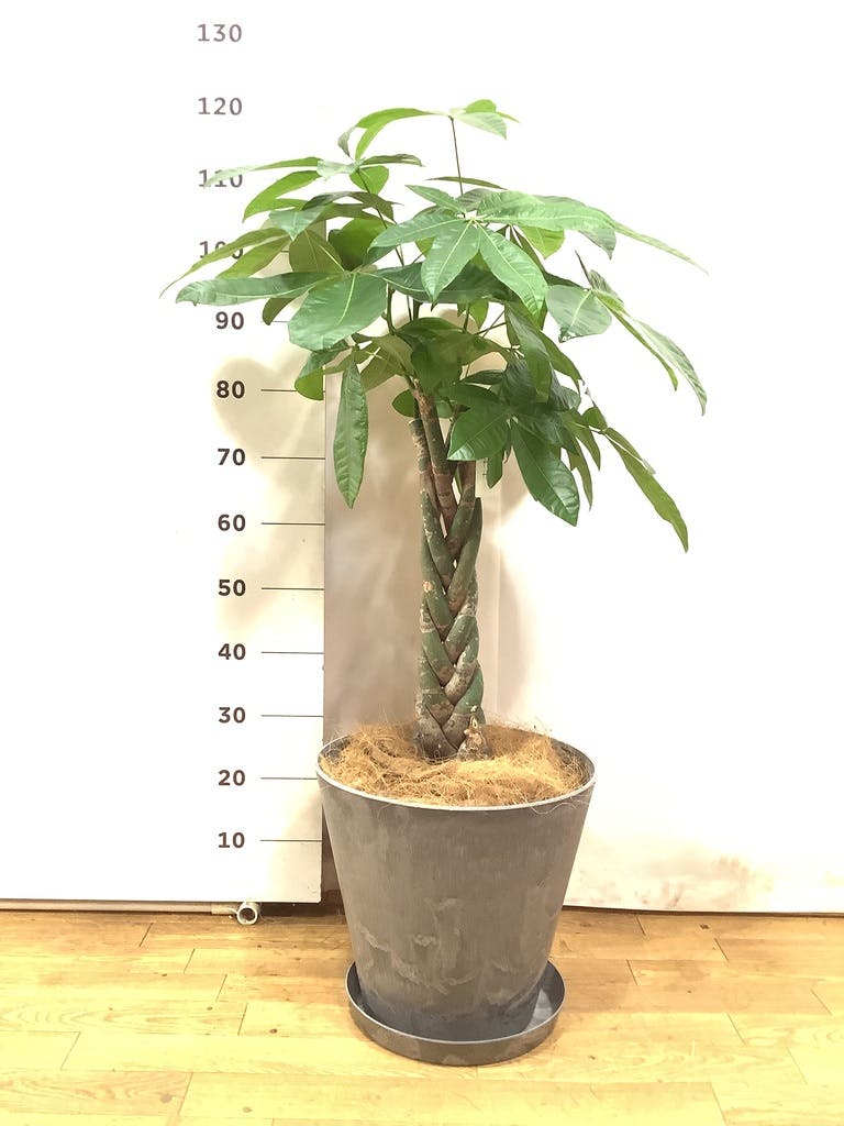 成熟したパキラ 約1.5メートル 白鉢 パキラ 112401 販売・通販 ［詳細ページ］ *tree tree*