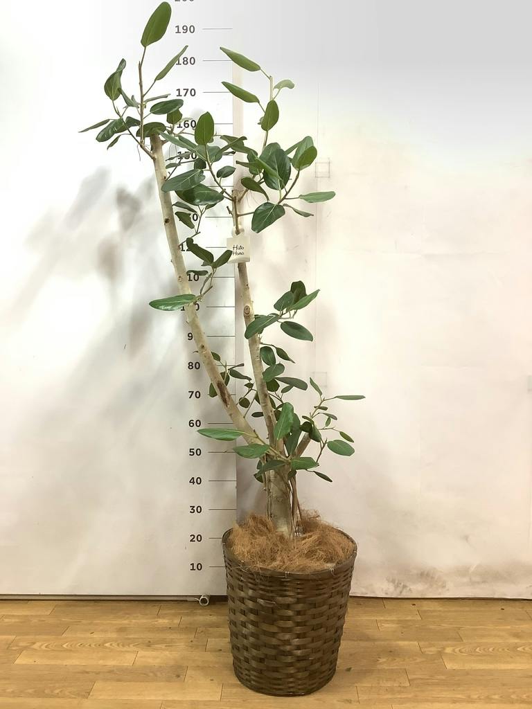観葉植物 フィカス ベンガレンシス 10号 ストレート 竹バスケット 付き