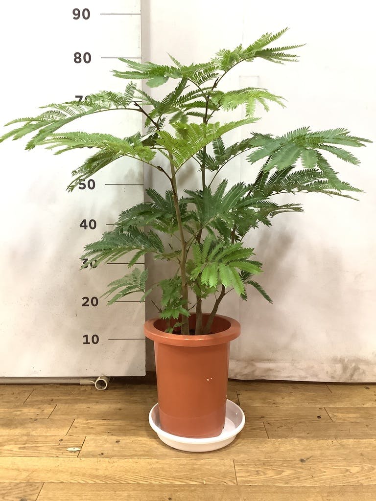 観葉植物 エバーフレッシュ 7号 ボサ造り プラスチック鉢 | 観葉