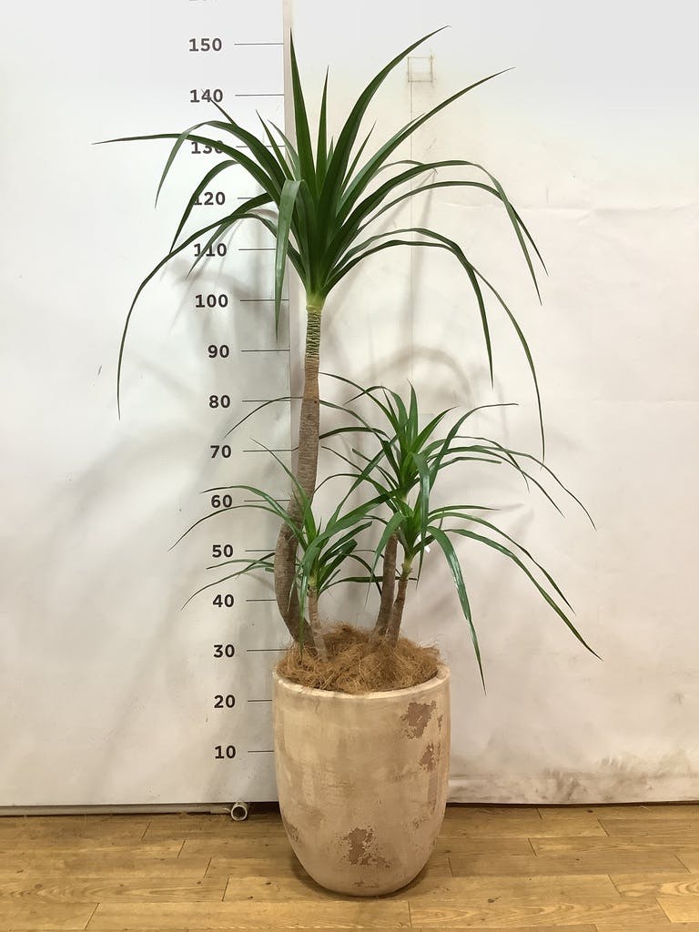 観葉植物 ドラセナ カンボジアーナ 8号 セドナロング 墨 付き