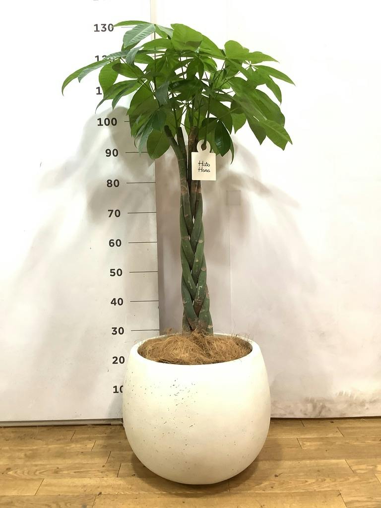 観葉植物 パキラ 8号 ねじり ポリゴヘクサ 白 付き | 観葉植物なら