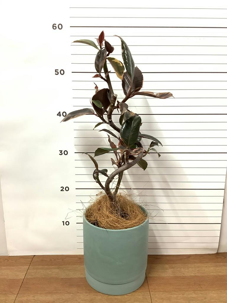 フィカスルビー 曲がり | 観葉植物通販 HitoHana（ひとはな）
