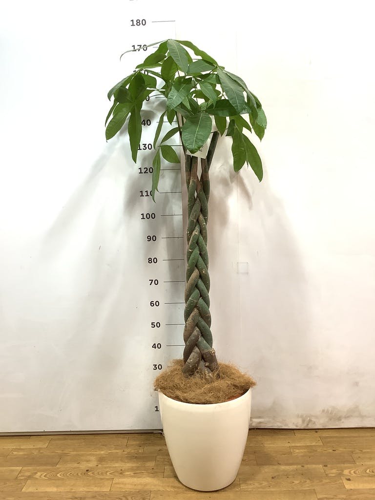 観葉植物 パキラ 10号 ねじり プラスチック鉢 | 観葉植物ならHitoHana