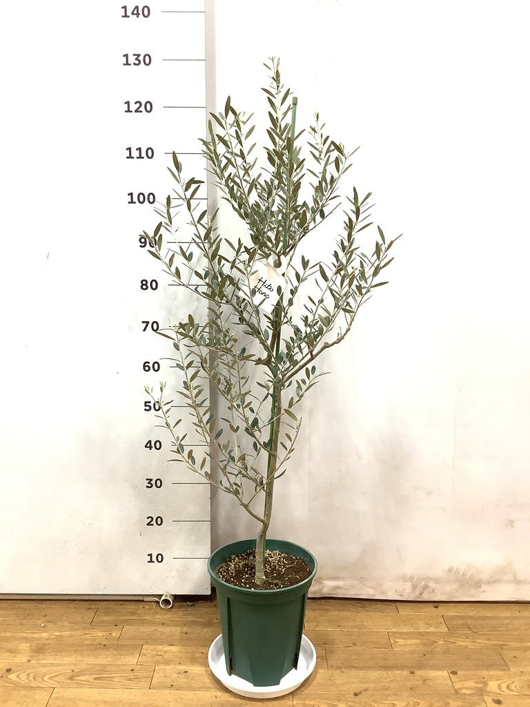 観葉植物 オリーブの木 8号 カヨンヌ プラスチック鉢 / 小倉園