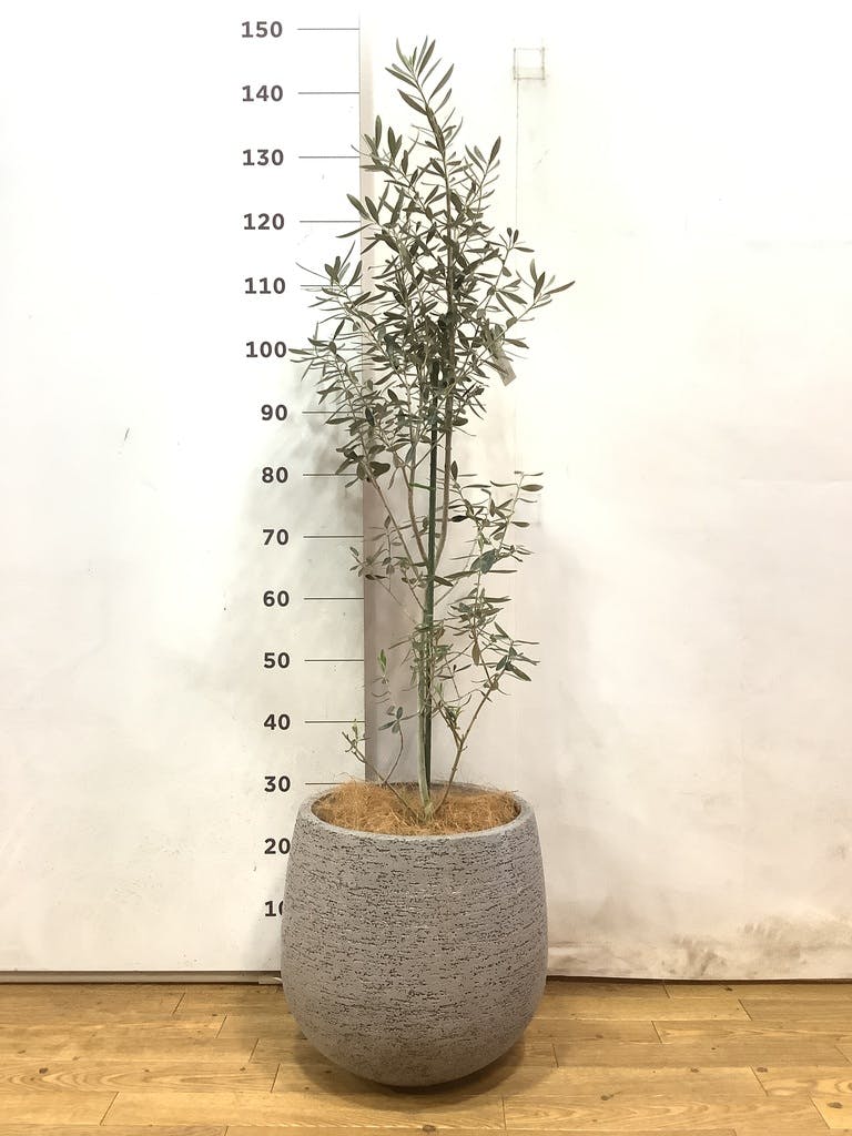 観葉植物 オリーブ 8号 チプレッシーノ プラスチック鉢 | 観葉