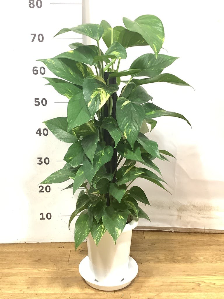 観葉植物 ポトス 6号 プラスチック鉢 | 観葉植物ならHitoHana