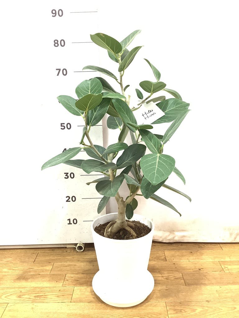 K*i様 フィカス　ベンガレンシス　観葉植物　7号　約110センチ 2 楽天市場】観葉植物 フィカス・ベンガレンシス / 7寸・約W35cm