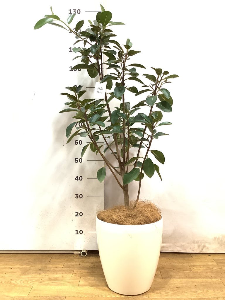 フランスゴムの木 8号 | 観葉植物 | 送料無料でお届け - Hitohana