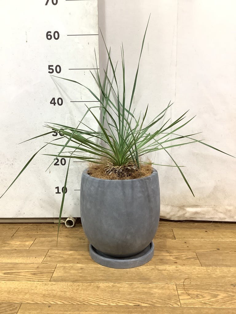 ユッカ ロストラータ 6号 | 観葉植物通販 HitoHana（ひとはな）
