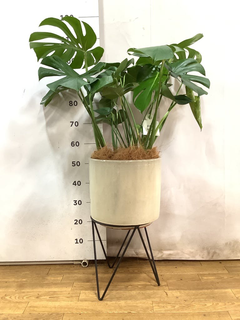 観葉植物 モンステラ 8号 ボサ造り ビトロ エンデカ クリーム アイアン