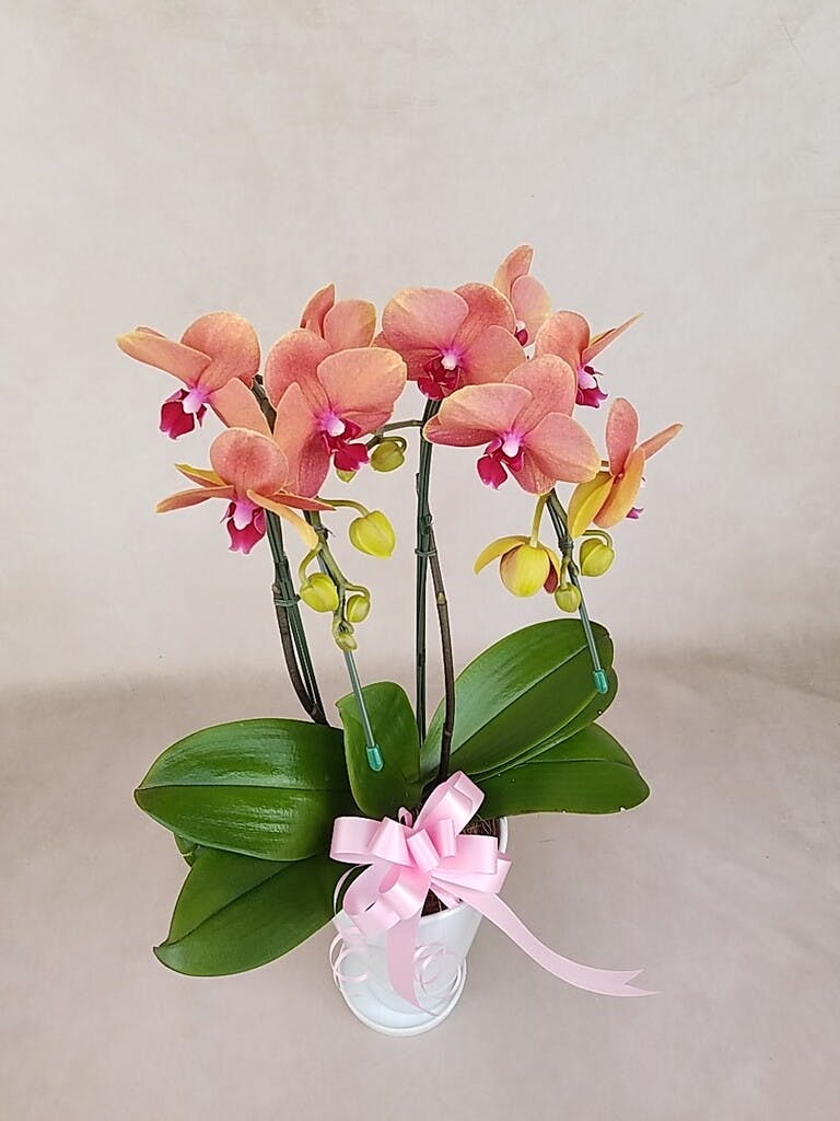 ミディ胡蝶蘭 オレンジ サーフソング 2本立ち サンクスポット | 胡蝶蘭