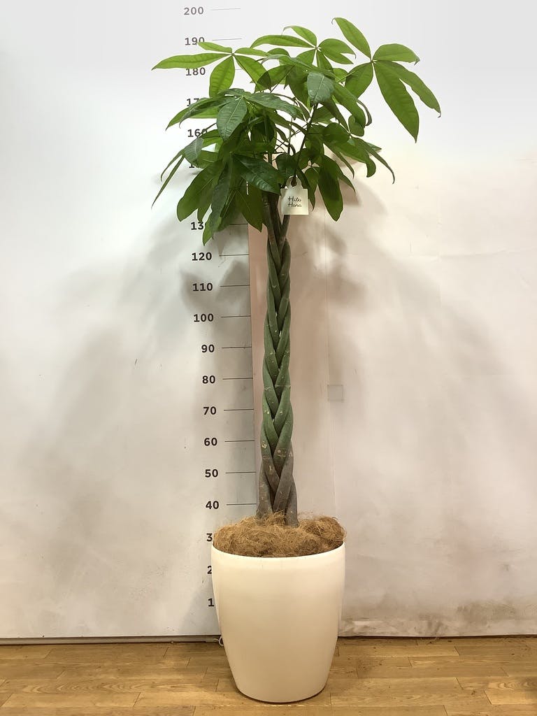 観葉植物 パキラ 10号 ねじり プラスチック鉢 | 観葉植物ならHitoHana