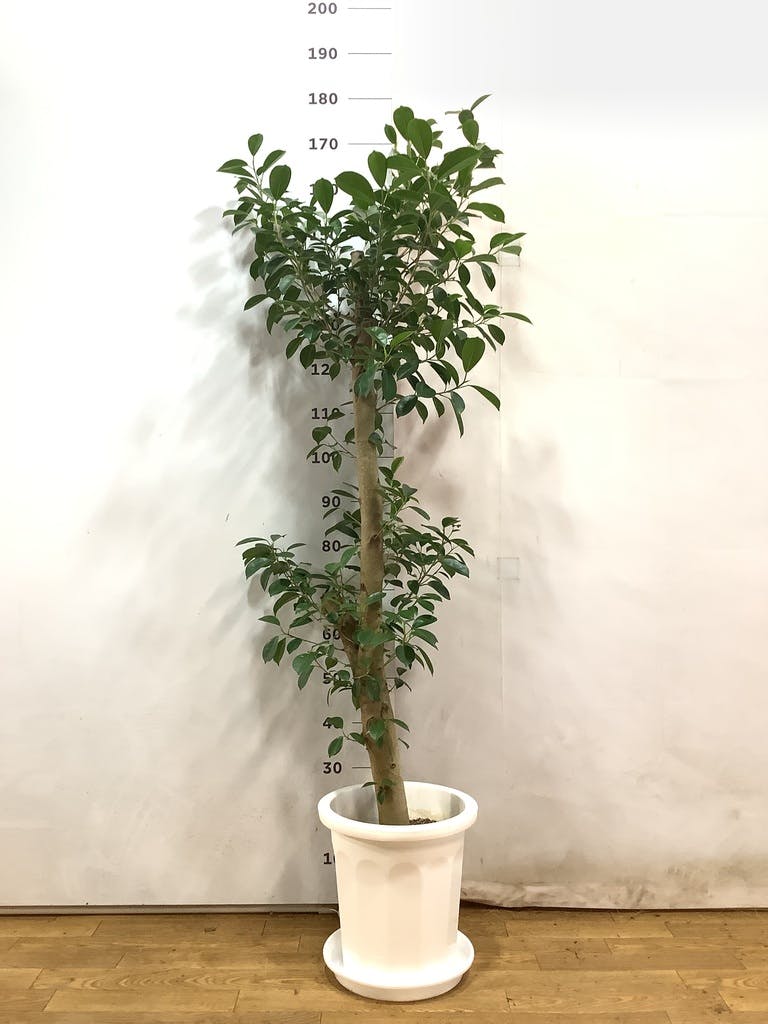 観葉植物 ガジュマル 10号 ベビーリーフ プラスチック鉢 | 観葉