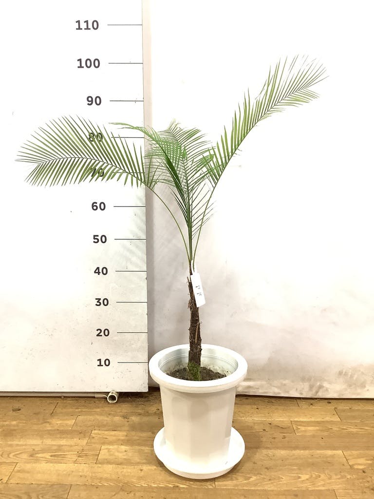 観葉植物 ヒメココス 8号 プラスチック鉢 | 観葉植物なら