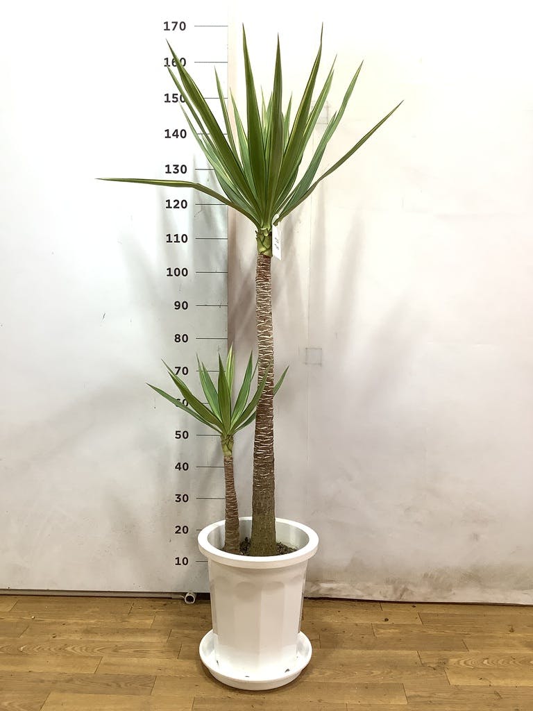 観葉植物 ユッカ 10号 斑入り プラスチック鉢 | 観葉植物なら