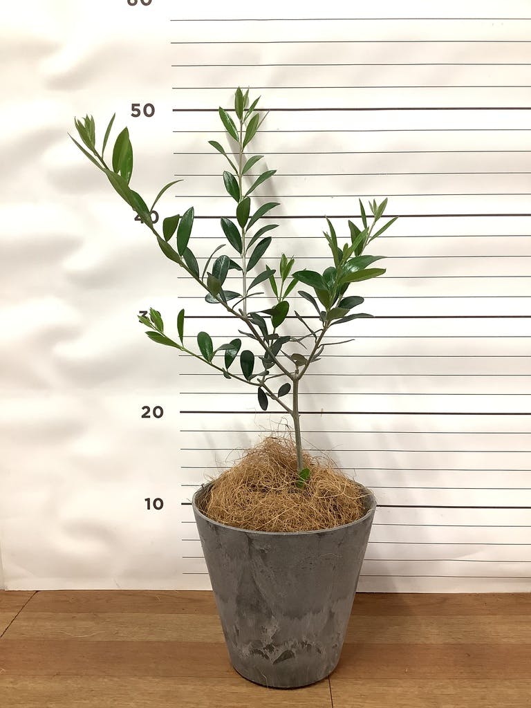 観葉植物 オリーブの木【165cm】12号 創樹 ネバディロブランコ