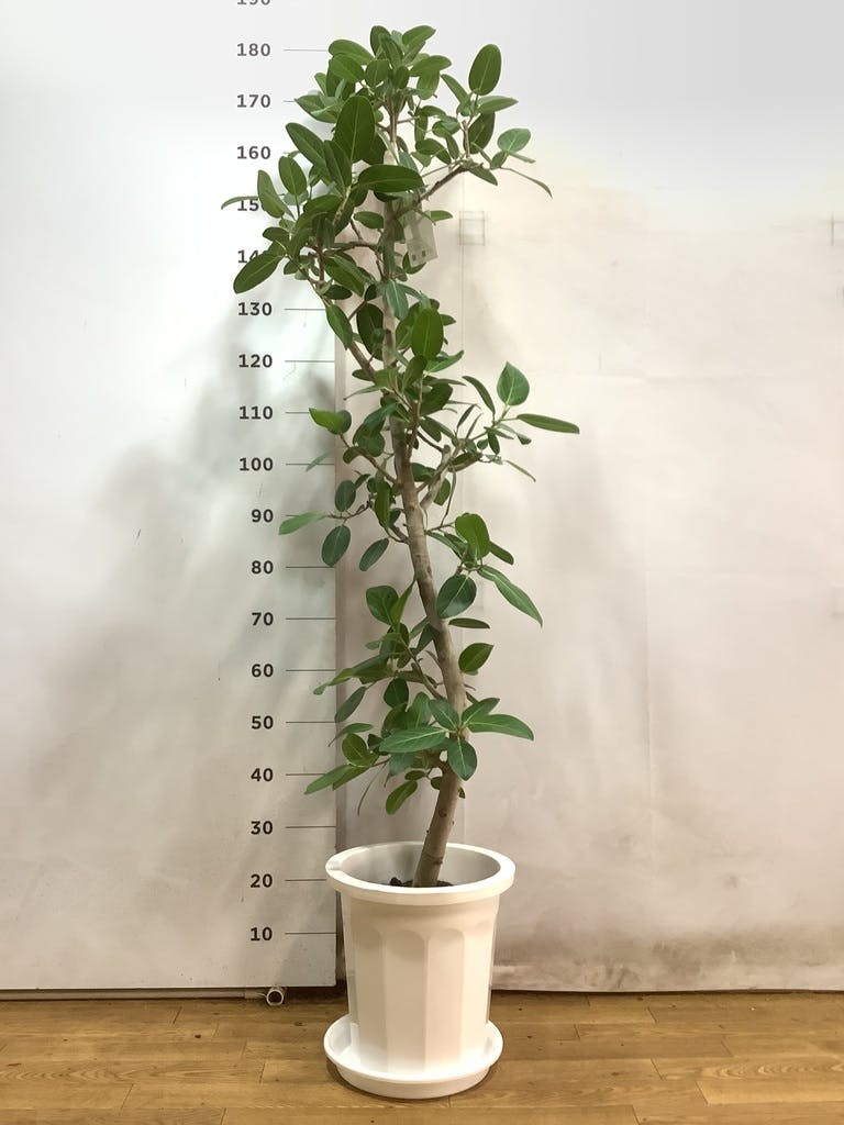 観葉植物 フィカス ベンガレンシス 10号 ストレート