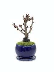 盆栽鉢 植木鉢 鉢 瑠璃　アンティーク 楽天市場】【15%OFF】和鉢 盆栽 ミニ盆栽 [172-151] 植木鉢 和風