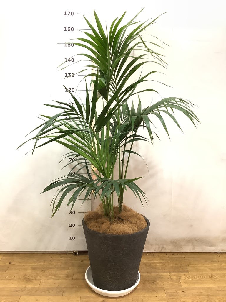 ケンチャヤシ | 観葉植物の通販ならHitoHana（ひとはな）