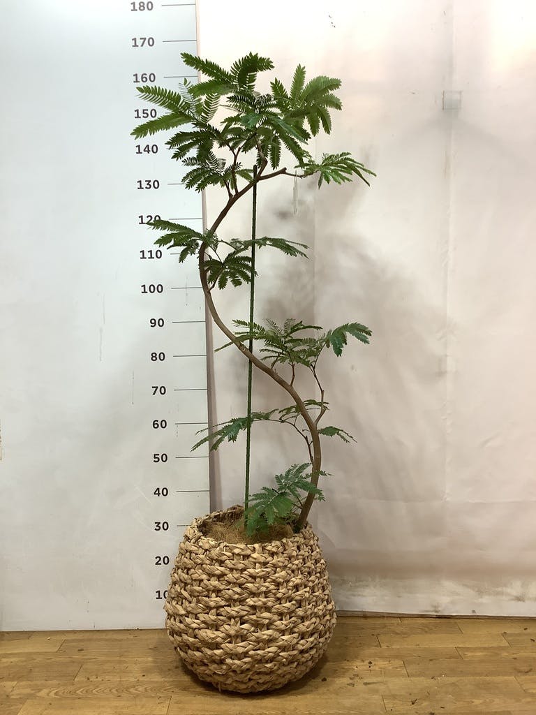 観葉植物 エバーフレッシュ 8号 曲り ラッシュバスケット Natural 付き