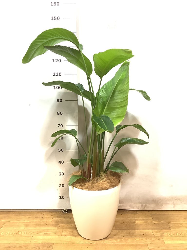 観葉植物 オーガスタ 10号 プラスチック鉢 | 観葉植物ならHitoHana