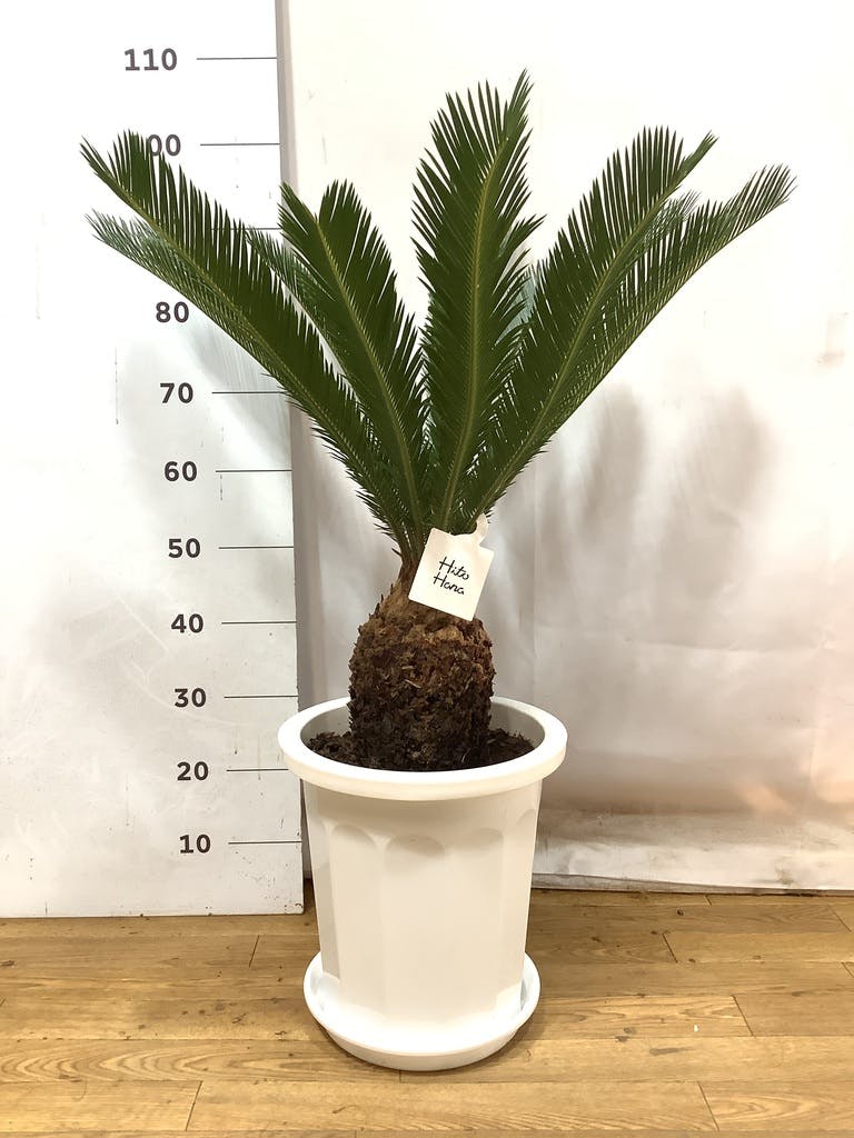 ソテツ 観葉植物 白鉢 約100cm 10号 現品 新芽が出てきました