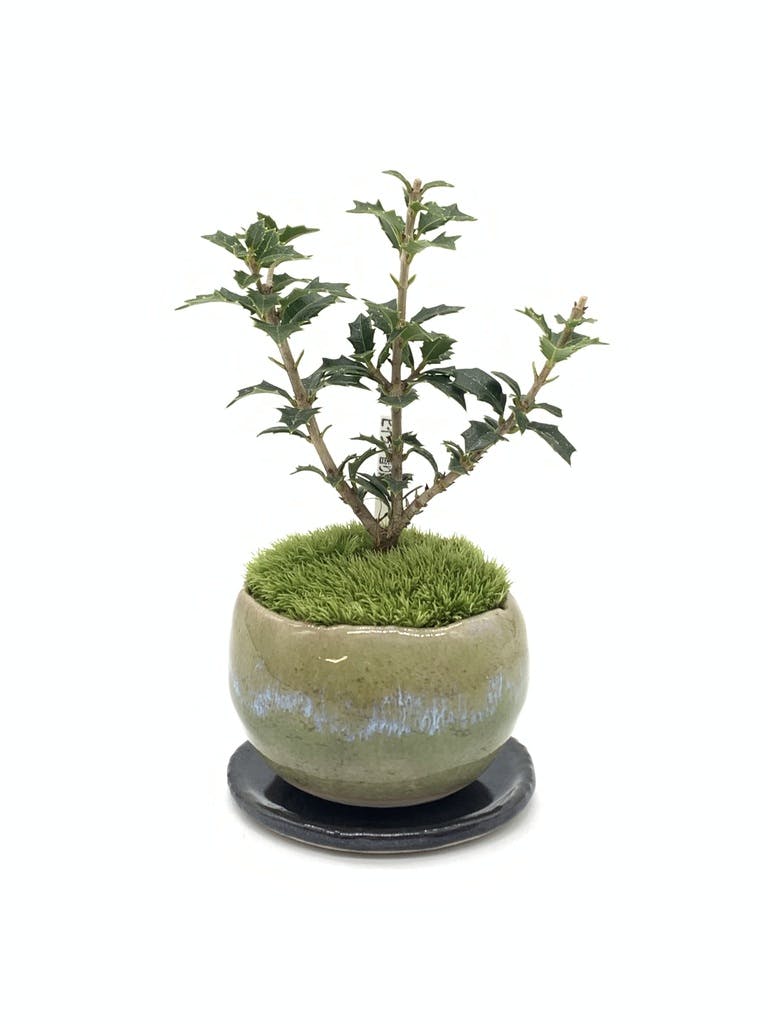産地直送 盆栽 ヒイラギ 香り姫 Mサイズ 鉢色 うぐいす（銅黒の受け皿