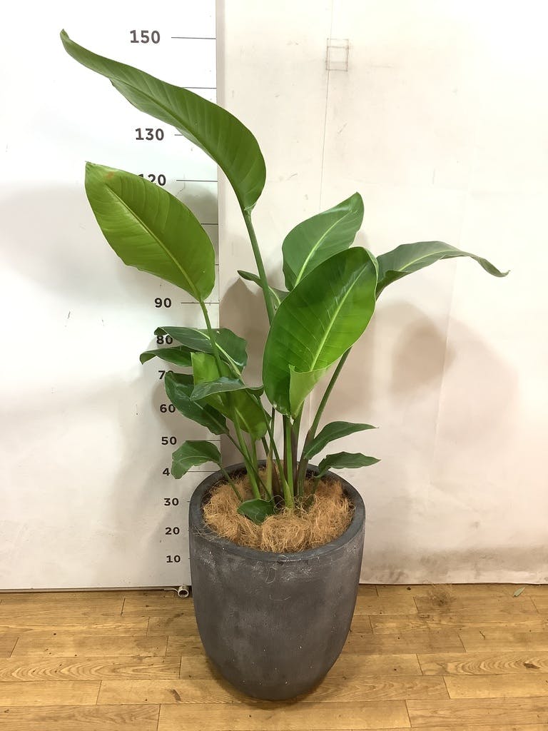 ストレリチア オーガスタ 10号 ストレリチア・オーガスタ 10号 | 観葉植物の通販 AND PLANTS