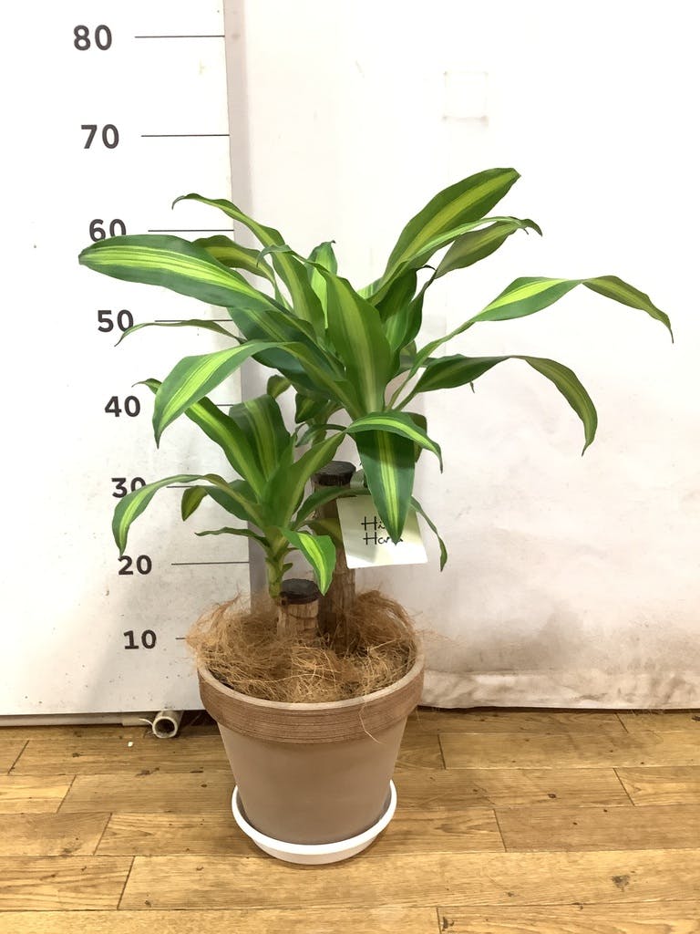 観葉植物 ドラセナ 幸福の木 6号 ノーマル スタンダードポット