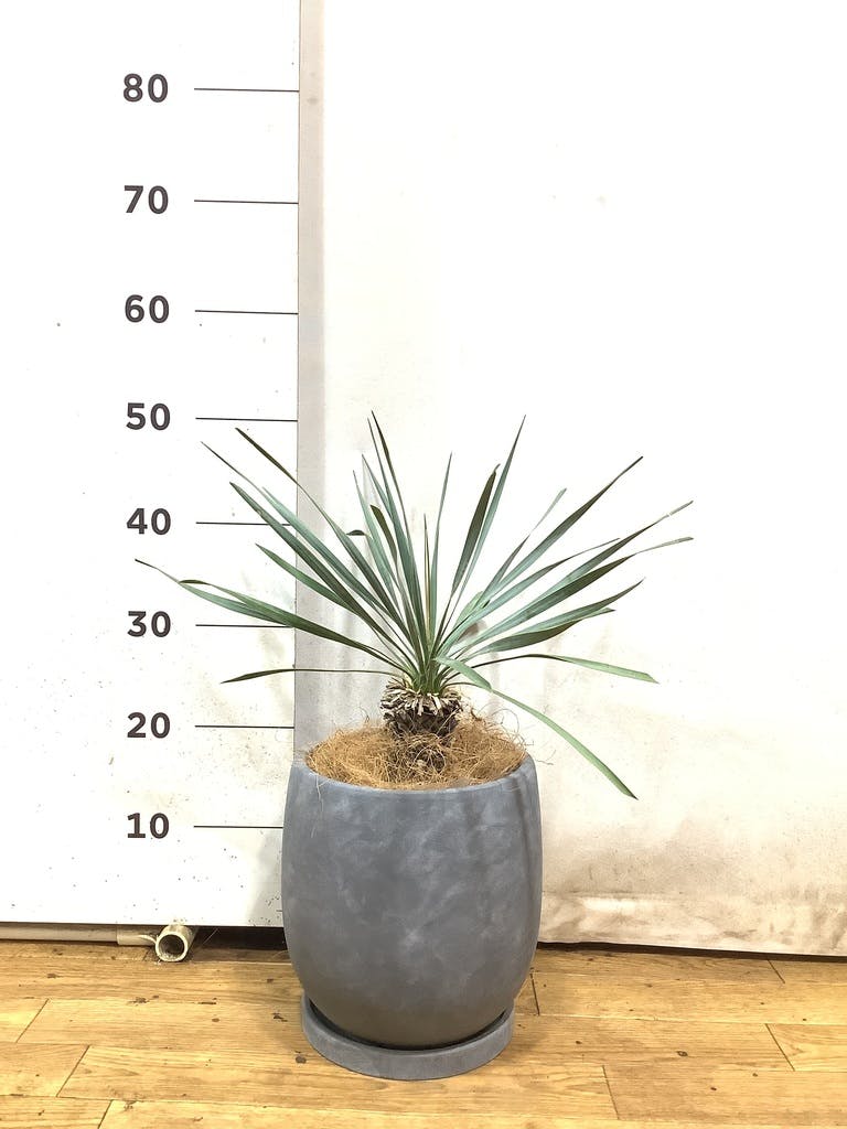 ユッカ ロストラータ 6号 | 観葉植物通販 HitoHana（ひとはな）