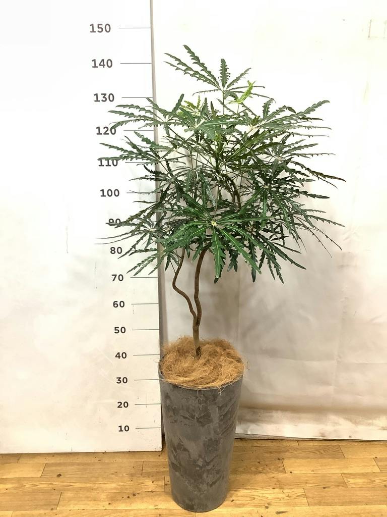 グリーンアラレア 8号 | 観葉植物通販HitoHana(ひとはな)