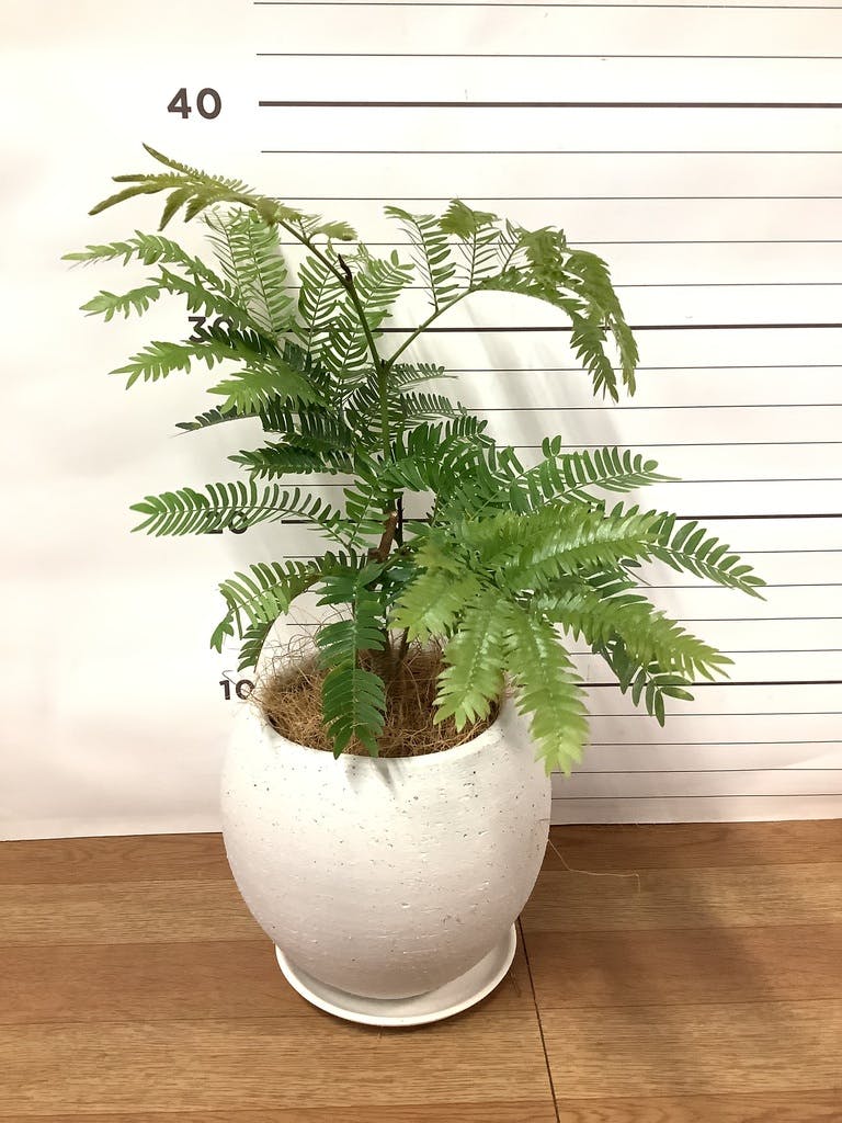 観葉植物 エバーフレッシュ【180cm】9号 プラスチック鉢 #69996 ※1都3