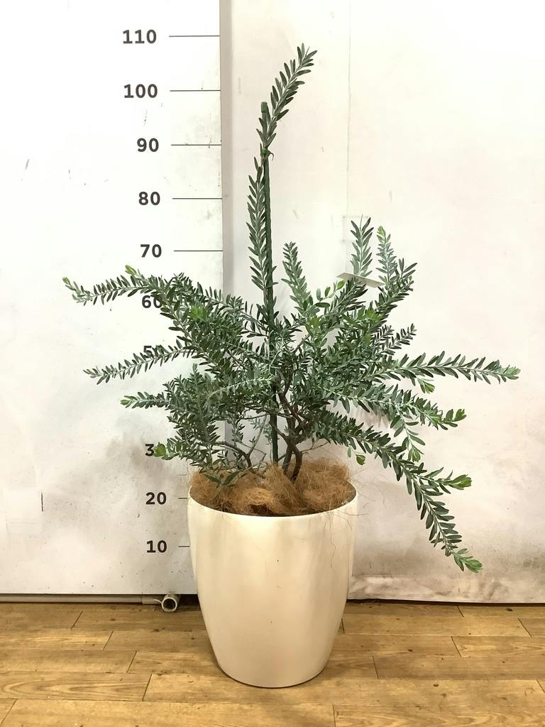 観葉植物 アカシア ブルーブッシュ 8号 ラスターポット white 付き
