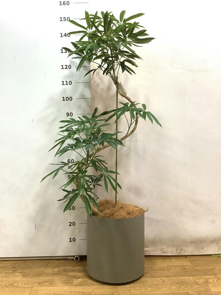 観葉植物 シェフレラ アンガスティフォリア 8号 曲り フェルム