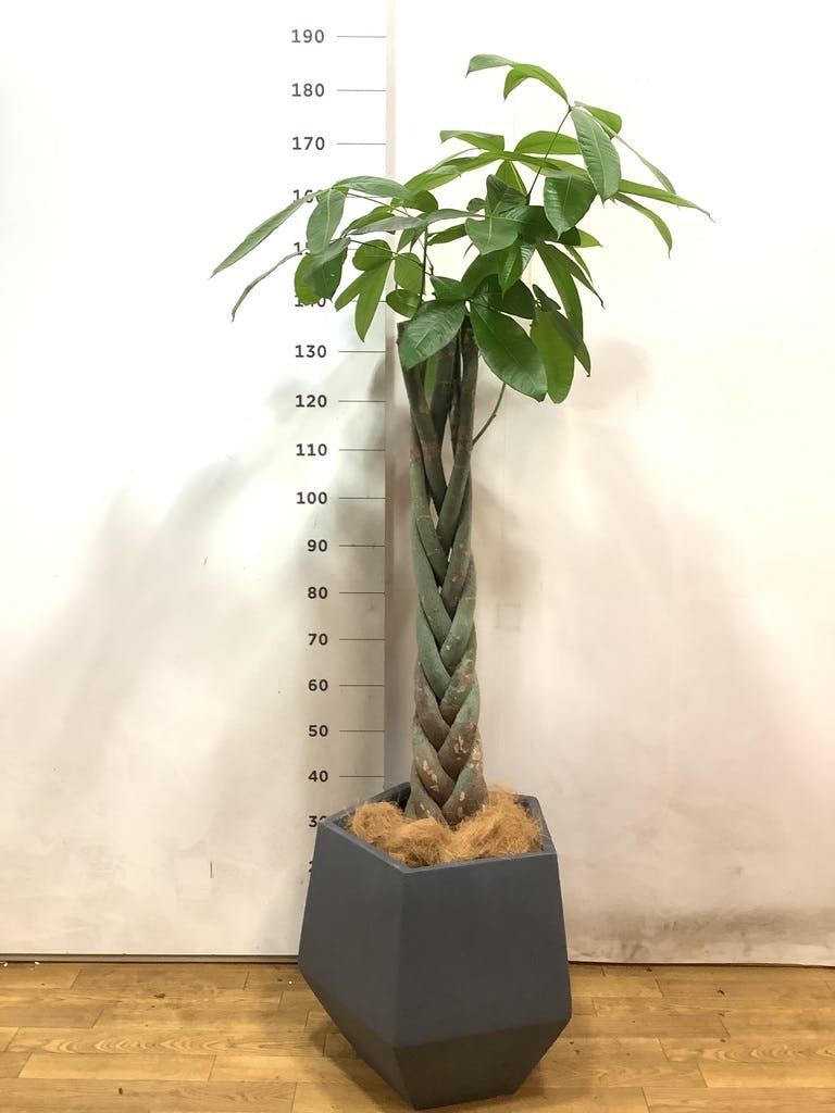 観葉植物 パキラ 10号 ねじり リブバスケットNatural 付き | 観葉植物