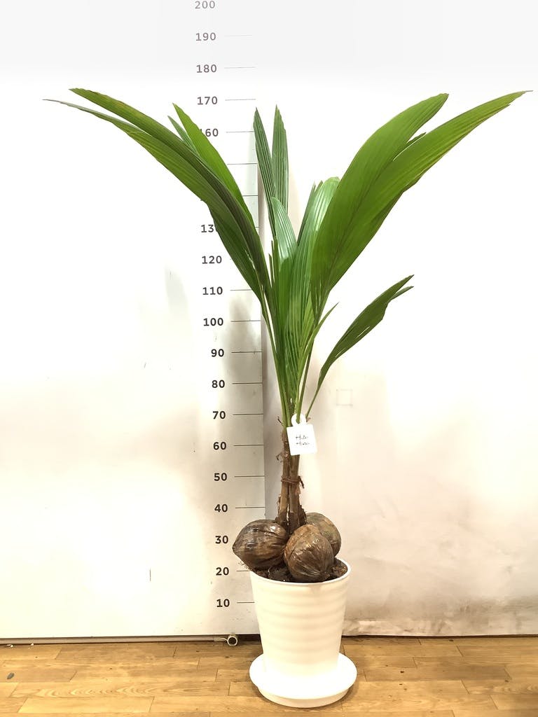 観葉植物 ココヤシ 10号 プラスチック鉢 | 観葉植物ならHitoHana