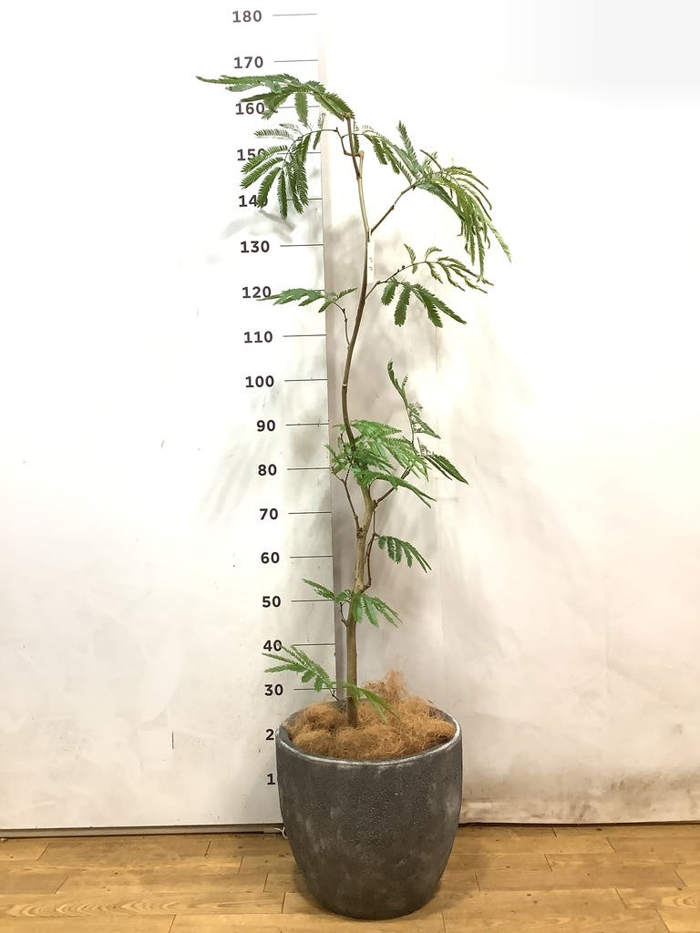 観葉植物 エバーフレッシュ 8号 曲り アビスソニアミドル 灰