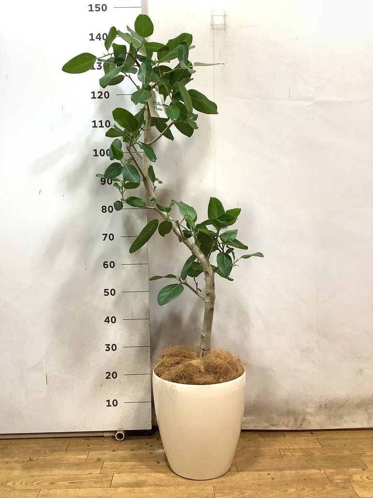 【現品】フィカス・ベンガレンシス　8号　曲がり　白鉢　（3） 観葉植物 フィカス ベンガレンシス 8号 曲り 極太 バスク ミドル