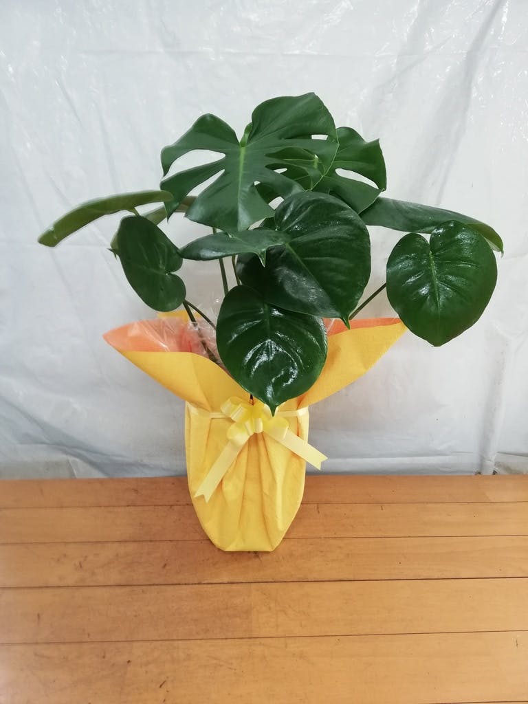 モンステラ 1点もの | 観葉植物 | 送料無料でお届け - Hitohana
