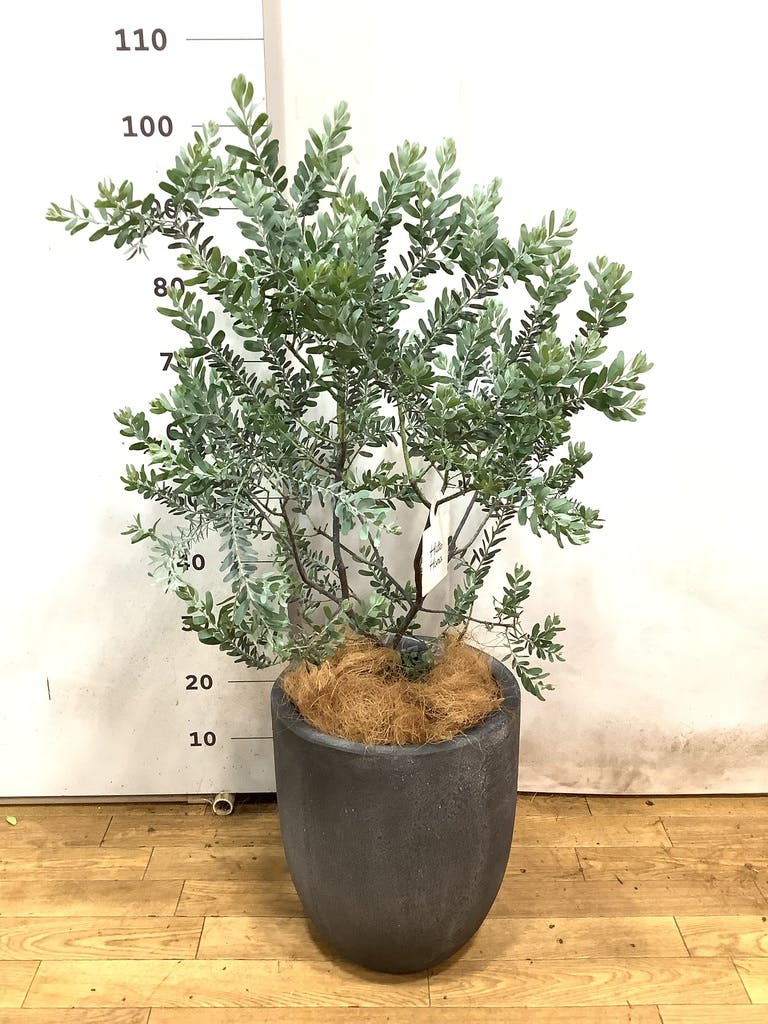 アカシア ブルーブッシュ 写真 | 観葉植物通販HitoHana(ひとはな)