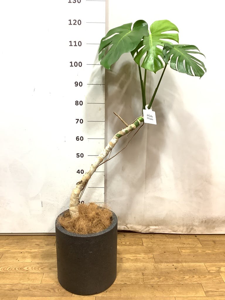 観葉植物 モンステラ 7号 根あがり パボ ジャー オフホワイト