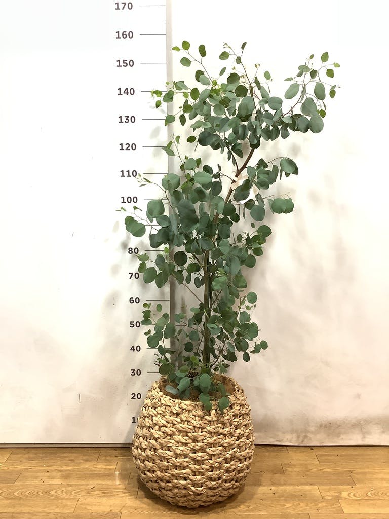 観葉植物 ユーカリ 8号 ポポラス（ポリアンセモス） ラッシュ