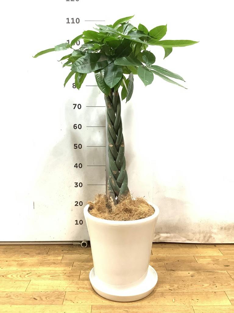 観葉植物 パキラ 8号 ねじり プラスチック鉢 | 観葉植物ならHitoHana