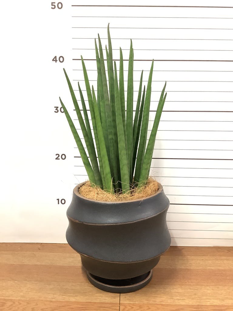 観葉植物 サンスベリア 4号 バキュラリス ラバポット 付き